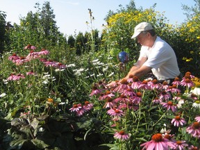 Many of the flowers in your garden and containers look their best now. Cut some of them to enjoy indoors. It is always best to cut flowers early in the morning when the natural sugars in the plant are highest.