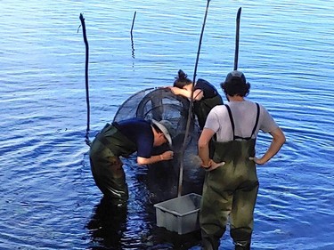 Harvesting fish carefully from the net. Supplied