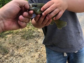 A young angler caught a fish during Petrolia's annual family fishing derby, which took place from July 1-11 at Little Lake in Bridgeview Park. Handout/Sarnia This Week