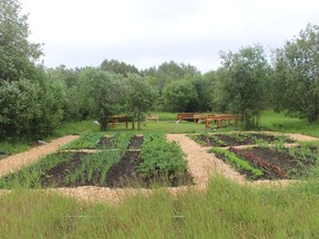 Vegetables are growing well at the Cultural Grounds new garden. TP.JPG