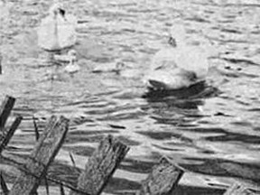 LAKE COMMANDO TRIPLETS – Cochrane's most watched and most talked about expectant couple have been the Lake Commando Swans, and they did the town proud. Three cygnets pecked their way into the world sometime Monday, July 12, 1971. By Tuesday they took to the water like veterans. The fourth egg is gone from the next probably shoved out by the mother.TP.jpg