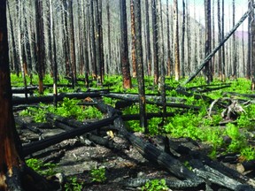 Province launches the online Alberta Forest Pest Diagnostic System to help landowners identify and manage a range of forest health issues.
