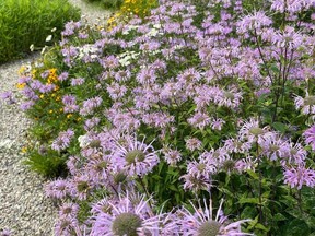 One of the 15 gardens that will be on display during ReLeaf Chatham-Kent's first annual Native Garden Tour, which takes place Aug. 8 and 14. Handout/Courier Press