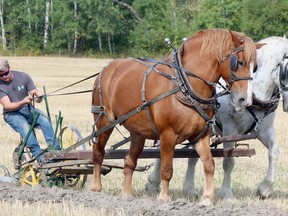 Jordan Shortreed keeps a close eye on the furrows turned by his plow as Molly, a Percheron, and Judy, a Belgian, advance across the field, Sept. 18, at the 2019 International Plowing Match and Rural Expo in Verner in Northern Ontario. More than 81,000 people visited the five-day event. The IPM has been cancelled for a second year, due to COVID-19 restrictions. File photo/Postmedia Network