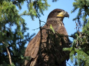 A juvenile eagle, one of our largest birds, is admired by a humming bird, our smallest feathered friend.