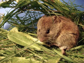 The meadow vole (a.k.a. field mouse) is close to the bottom of the food chain as its predators number numerous species including foxes, wolves, bears, skunks, weasels, lynx, minks, snakes, hawks, owls, herons, ravens, crows - and others.