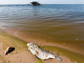 A dead white fish washed up on the beach at Pigeon Lake on July 9, 2021. Dead fish are washing up on Alberta lake shores due to the recent heat dome which in some cases has caused rising water temperatures, and an algae bloom that diminishes oxygen levels for the fish. PHOTO BY GREG SOUTHAM /Postmedia