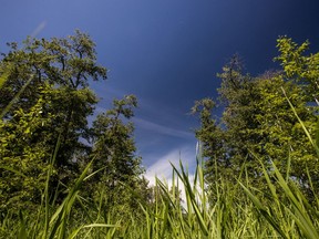 A property under the care of the Nature Conservancy of Canada near Winfield.
Brent Calver/Nature Conservancy of Canada