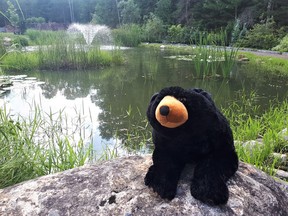 Burk's Falls library summer student Gabby Ward has been taking this stuffed bear throughout Burk's Falls this summer. The stuffed animal represents the village's mascot, Pete the Bear. Ward has been posting pictures of the stuffed animal on the library's Facebook page to engage the public during COVID-19. Gabby Ward Photo