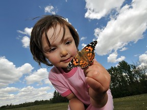 Paulina Twardzik, 3, holds a painted lady butterfly while releasing some in Edmonton in 2009. The Heart of Hastings Hospice's annual butterfly release fundraiser, which involves the same type of butterfly, is scheduled for Aug. 14 in Madoc.