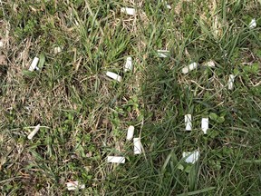 Cigarette butts litter a portion of John Rowswell Hub Trail that is on Sault Area Hospital property. Provided