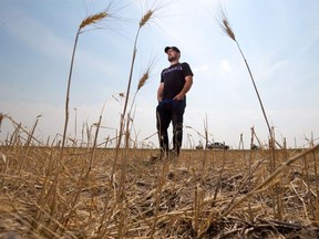 Jason Schneider, Vulcan County councillor, reeve and farmer stands in his neighbour’s wheat field devastated by drought conditions on Thursday, July 29, 2021. This time last year the same field was waist high with a bumper crop. Vulcan County issued a declaration of municipal agricultural disaster last week. PHOTO BY GAVIN YOUNG/POSTMEDIA