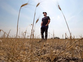 Jason Schneider, Vulcan County councillor, reeve and farmer stands in his neighbour’s wheat field devastated by drought conditions on Thursday, July 29, 2021. (GAVIN YOUNG/Postmedia Network)