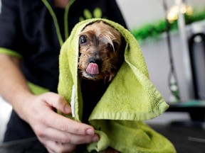 A dog gets towelled down at pet grooming salon. Vets, pet stores, breeders and pet trainers, cater to well-heeled owners’ desire for the best pet care, money is no object, writes Gene Monin. REUTERS/David W Cerny