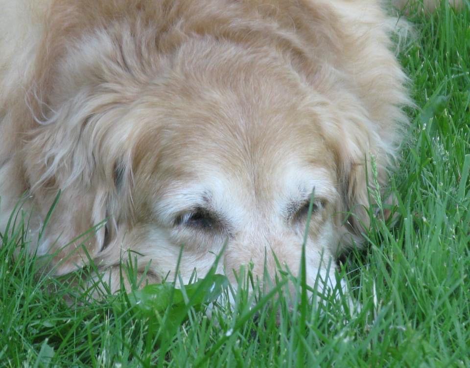 Kennel cough outbreak reported Simcoe Reformer