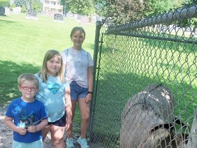 Nick Gorse (left), 4, big sister Aubrey, 7 and babysitter Isabelle Nash-Kicks, 14, regularly drop in and visit the animals at the Mitchell Lions' animal park, such was the case Aug. 3 when they paid Francis the donkey a visit. Some subtle changes will be taking place at the animal park, said Lions Club president Bob TenHove. ANDY BADER/MITCHELL ADVOCATE