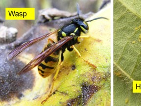 Here you can clearly see the difference between the hoverfly amd the wasp. (supplied photo)