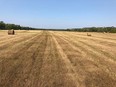 The poor 2021 hay crop. (supplied photo)