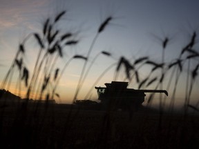 Troy Monea with G&T Custom Farming combines a wheat field near Falun .