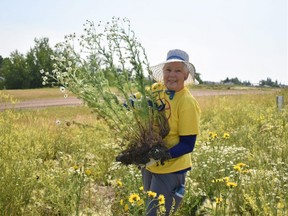 Marg Johns from the Grande Prairie Garden Club picks weeds as part of the County of Grande Prairie’s Weed Warrior program.