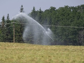 Irrigation pivots spraying water on a Peace Country farm.