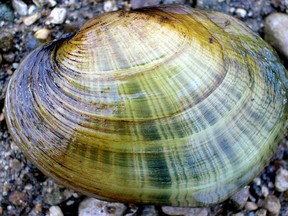 Following years of decline, the wavy-rayed lampmussel is making a comeback thanks to improving local water quality. When most people hear the word clam they think of the sea but we have clams and other molluscs in our local lakes and rivers.