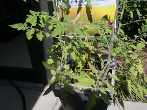 The Tillsonburg branch of the Oxford County Library is developing a seed library, growing two varieties of tomatoes this summer. (Chris Abbott/Norfolk and Tillsonburg News)