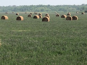 The pictures illustrate the difference between the productivity of a newer two year old alfalfa grass field versus the older grass hay field that produced a fraction of the bales. The pictures are from this year and are only a few miles apart.