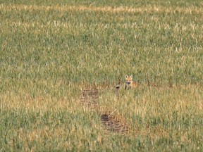 A young red fox in a drought-stricken barley field on Jul. 6. Mike Drew/Postmedia