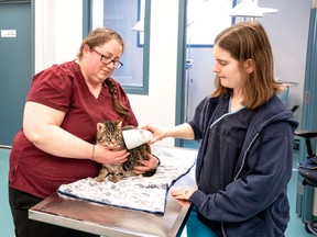 The Humane Society of Kitchener-Waterloo and Stratford-Perth (HSKWSP) was recently accredited under the Imagine Canada Standards Program, recognizing the organization's excellence in accountability, transparency and governance. Pictured from left are Stacy Murphy and Melanie Hunt, registered veterinary technicians at HSKWSP. Submitted photo