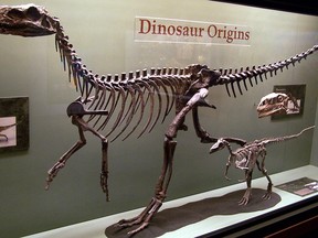 Examples of some of the earliest dinosaurs in the fossil record. Certain features of the skeleton distinguish this very diverse group from other types of animals. Zach Tirrell, CC BY-SA 2.0