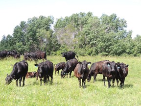 Cattle in a pasture. (supplied photo)