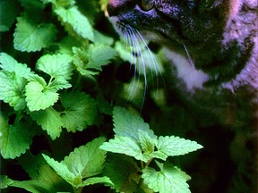 Ralph the cat likes to spend time among catnip plants. 
(supplied by W.H. Perron)