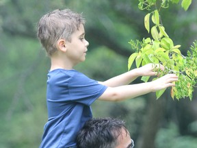 Drew Paquin helps his son Damon Paquin, 5, get a close look at a tree as the pair wrap up a visit to Bellevue Park on Wednesday, Aug. 25, 2021 in Sault Ste. Marie, Ont. (BRIAN KELLY/THE SAULT STAR/POSTMEDIA NETWORK)