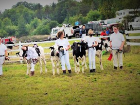 4-H Club members showing their calves in the ring at the Massey Fair.