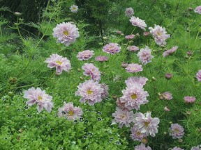 Double Click Rose Bonbon Cosmos can grow 120 cm / 4 feet tall but there are some shorter varieties too. (W.H. Perron)