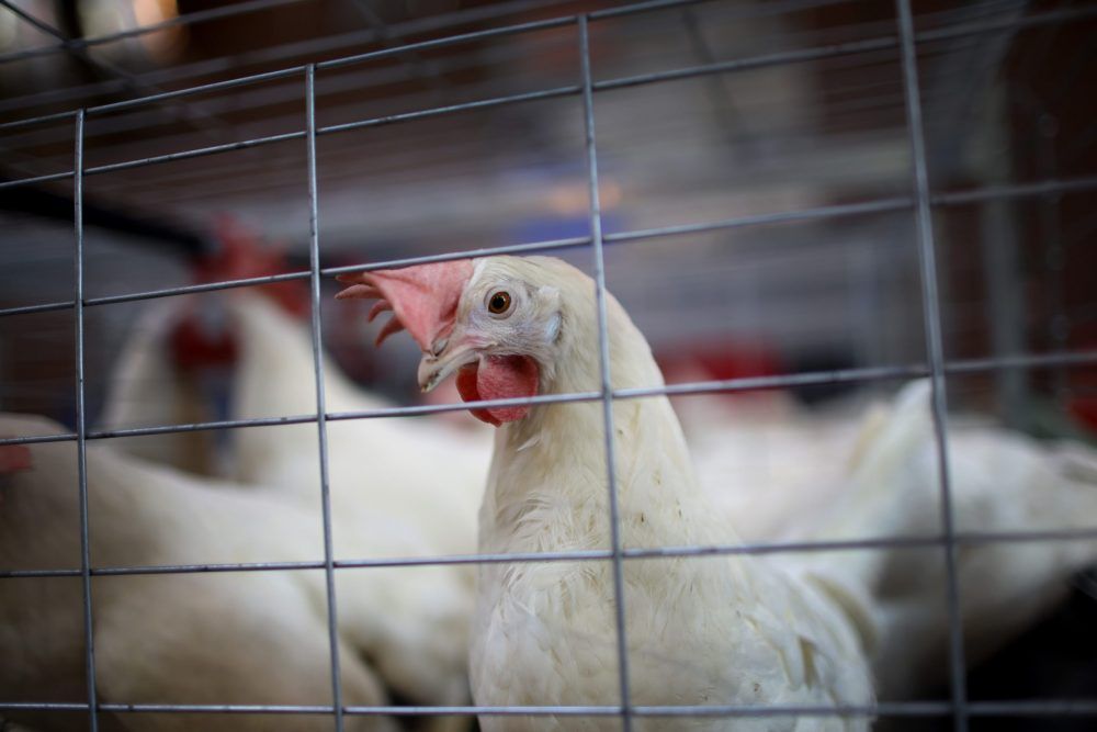 Province Confirms Avian Influenza In Wild Birds And Commercial Poultry Flock The Graphic Leader 