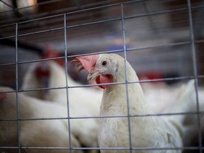 Avian influenza has been confirmed in a commercial poultry flock in Manitoba. (file photo)