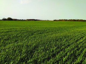 Figure 1. An oat cover crop in the fall of 2020 in Waterloo region