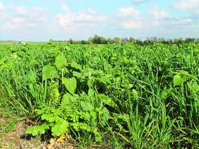 Cover crops