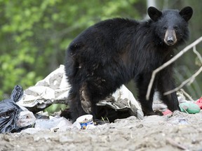 A black bear forages for food on the Fort McMurray First Nation Reserve Alta. on Wednesday June 1, 2016. Reserve staff went in and cleared all of the spoiled food from homes before residents returned. The spot where the spoiled food was dumped is where the bear was spotted. Photo by David Bloom/Postmedia