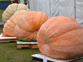 The Port Elgin Pumpkinfest is one of three local public festival/events to get a cash boost from the provincial government, anxious to see the province re-open and communities emjoy the benefits of fun and fundraising. Pumpkinfest will receive $41,632 in Reconnect Festival and Event Program funding. [Shoreline Beacon file photo]