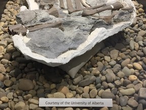 The remains of a once beautifully complete duck-billed dinosaur from the Red Willow River. Sadly, this skeleton was largely destroyed by vandals before being collected several years ago.