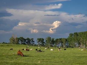 In this file photo taken on June 14, 2021, thunder clouds move east over a pasture south of Sundre.