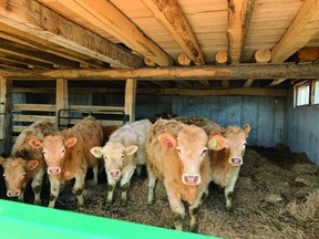 Stein’s beef cow herd housed in a rebuilt bank barn