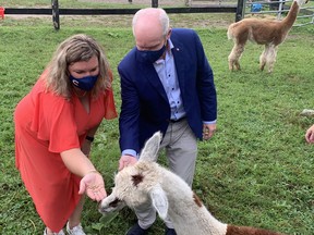 Conservative Leader Erin O'Toole and his wife, Rebecca, feed an alpaca during a campaign visit to Amani Acres on Jerseyville Road on Wednesday. O'Toole used the visit to unveil the Conservative Party mental health action plan. Vincent Ball