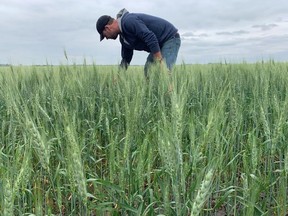 Toban Dyck inspects his wheat near Winkler, Manitoba, July 6, 2021. PHOTO BY ROD NICKEL /REUTERS