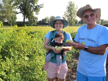 Pat Riopel, seen here with her infant daughter Valentina, and Angelo Ligori, display tomatillos, a Mexican green tomato that is a cross between a tomato and pepper. It is one of the many vegetables being grown at Angelo's Gardens co-operative, located west of Chatham. Ellwood Shreve/Chatham Daily News/Postmedia Network