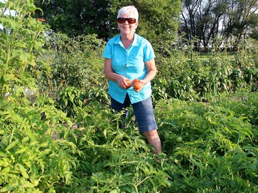 Angelo's Gardens member Mary DeKoster likes to share her knowledge of gardening as well as share some of the bounty with the local food bank. Ellwood Shreve/Chatham Daily News/Postmedia Network