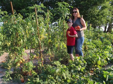 Tricia Weese and her son Brennan, 8, display some of the tomatoes they've grown together in Angelo's Gardens, just west of Chatham. Ellwood Shreve/Chatham Daily News/Postmedia Network